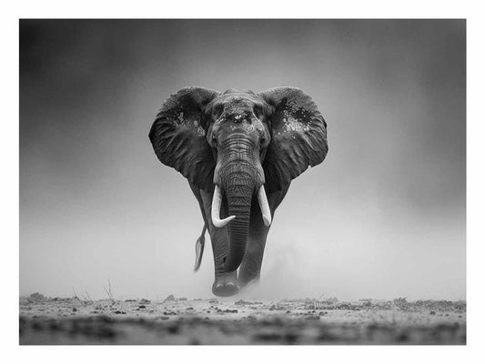 Elepahant Canvas Painting Print