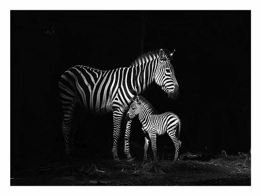 Zebra Mum & Baby black white Photography Canvas Art Print