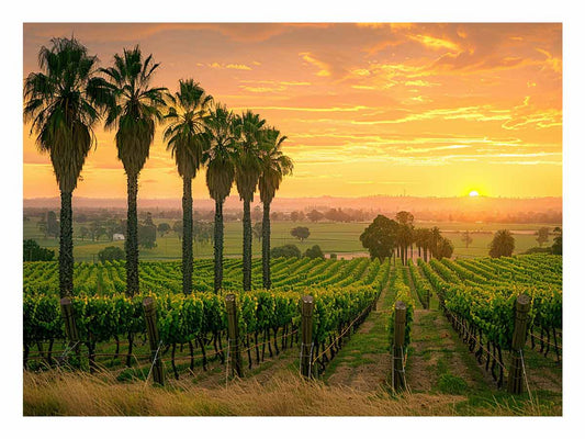 Wine Farm Canvas Art Print