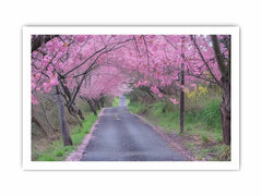 Cherry Blossom Path Canvas painitng  Print