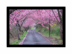 Cherry Blossom Path Canvas painitng  Print