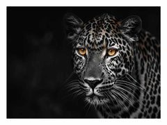 Leopard in Dark Canvas Art Print
