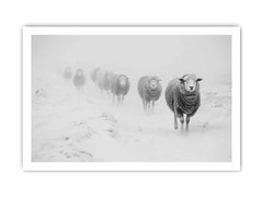 Sheeps in Field   Canvas Art Print