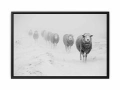 Sheeps in Field   Canvas Art Print