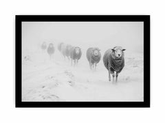 Sheeps in Field   Canvas Art Print