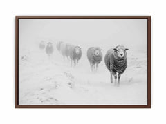 Sheeps in Field   Canvas Art Print