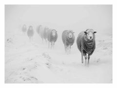 Sheeps in Field   Canvas Art Print