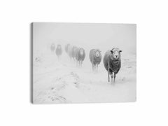 Sheeps in Field   Canvas Art Print
