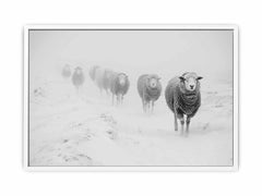 Sheeps in Field   Canvas Art Print