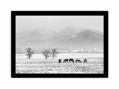 Open Filed Canvas Art Print