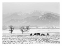 Open Filed Canvas Art Print