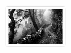 Forest Path Photograpahy art Canvas Art Print