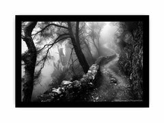 Forest Path Photograpahy art Canvas Art Print