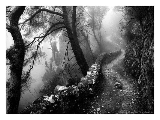 Forest Path Photograpahy art Canvas Art Print