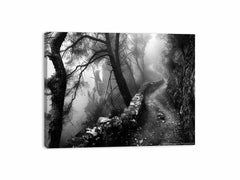 Forest Path Photograpahy art Canvas Art Print