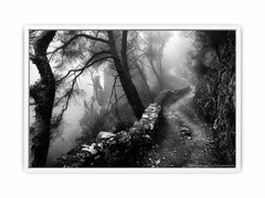 Forest Path Photograpahy art Canvas Art Print