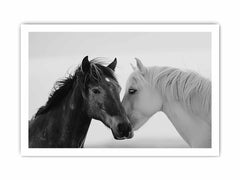 Horses CommuniCate  Canvas Art Print