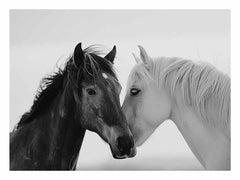 Horses CommuniCate  Canvas Art Print