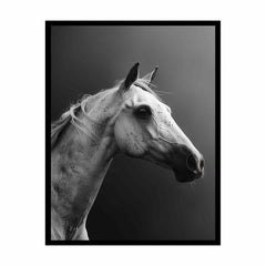 Horse Canvas Art Print Poster
