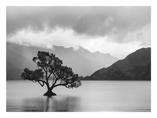 Isolated Tree Canvas Art Print