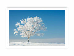 Solitary Tree  Canvas  Art Print