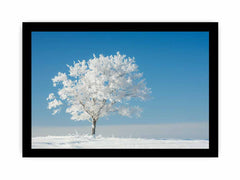 Solitary Tree  Canvas  Art Print