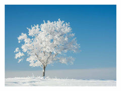 Solitary Tree  Canvas  Art Print