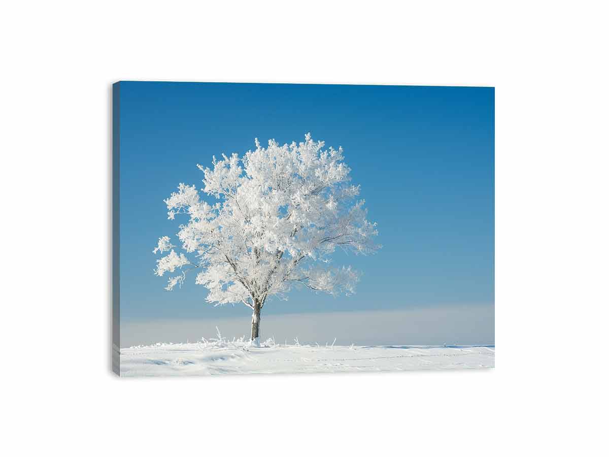 Solitary Tree  Canvas  Art Print