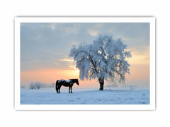 Horse In Winter  Canvas Art Print