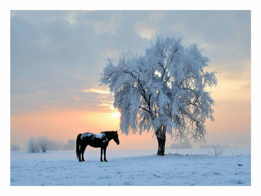 Horse In Winter  Canvas Art Print