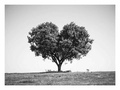 Tree Heart  Black and white Photography Canvas Art Print