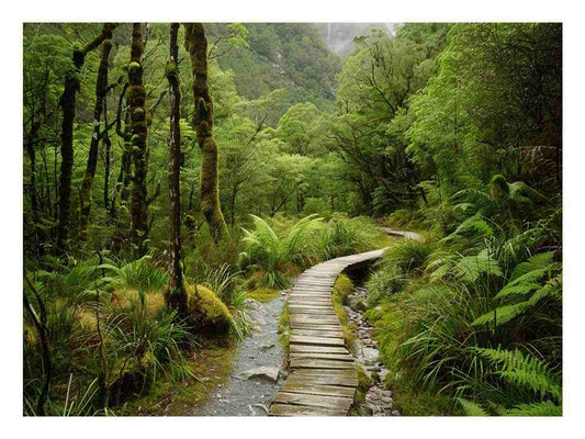 Morning  Forest Track  Canvas Art Print