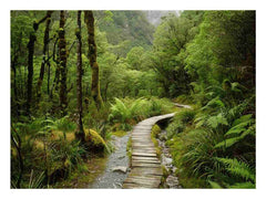 Morning  Forest Track  Canvas Art Print