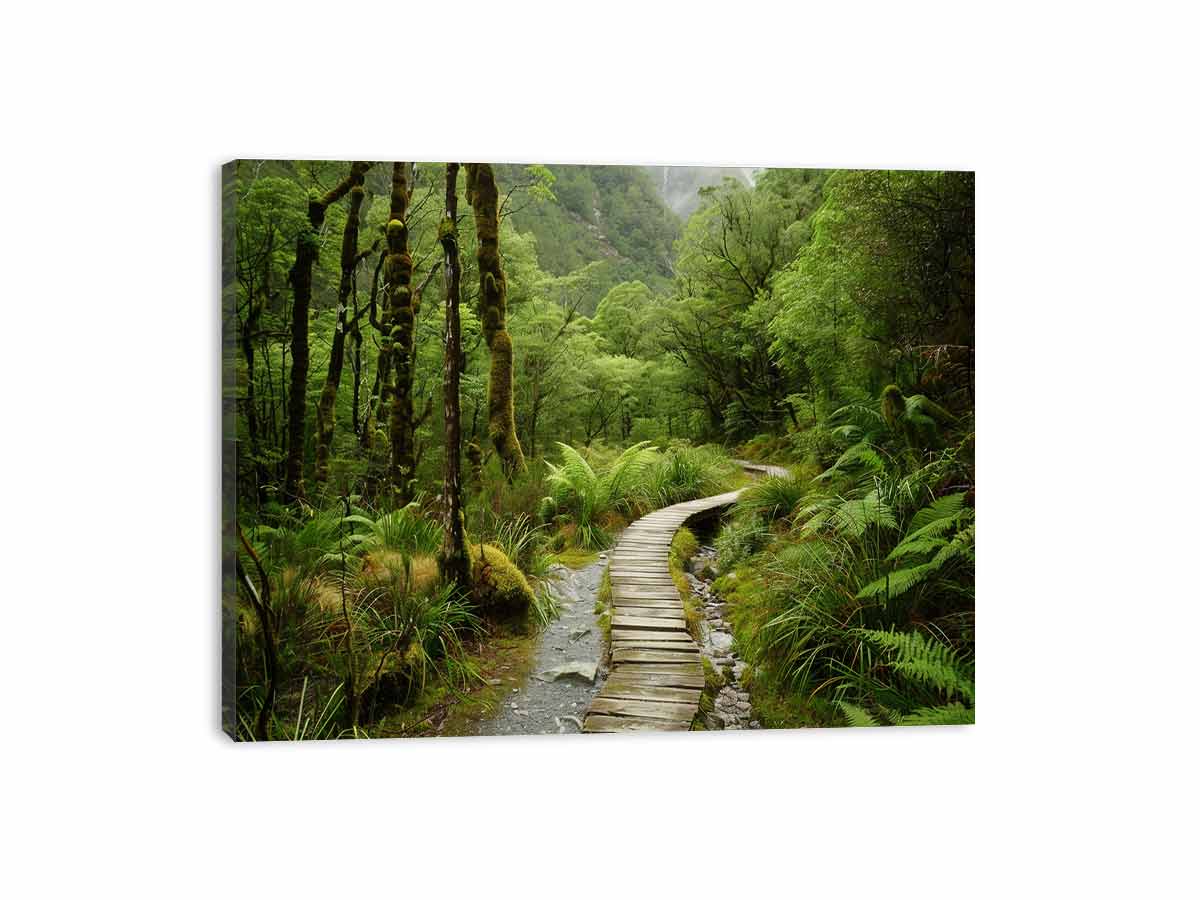 Morning  Forest Track  Canvas Art Print