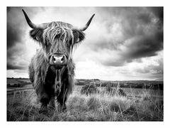 Stormy The Highland Cow Canvas Painting